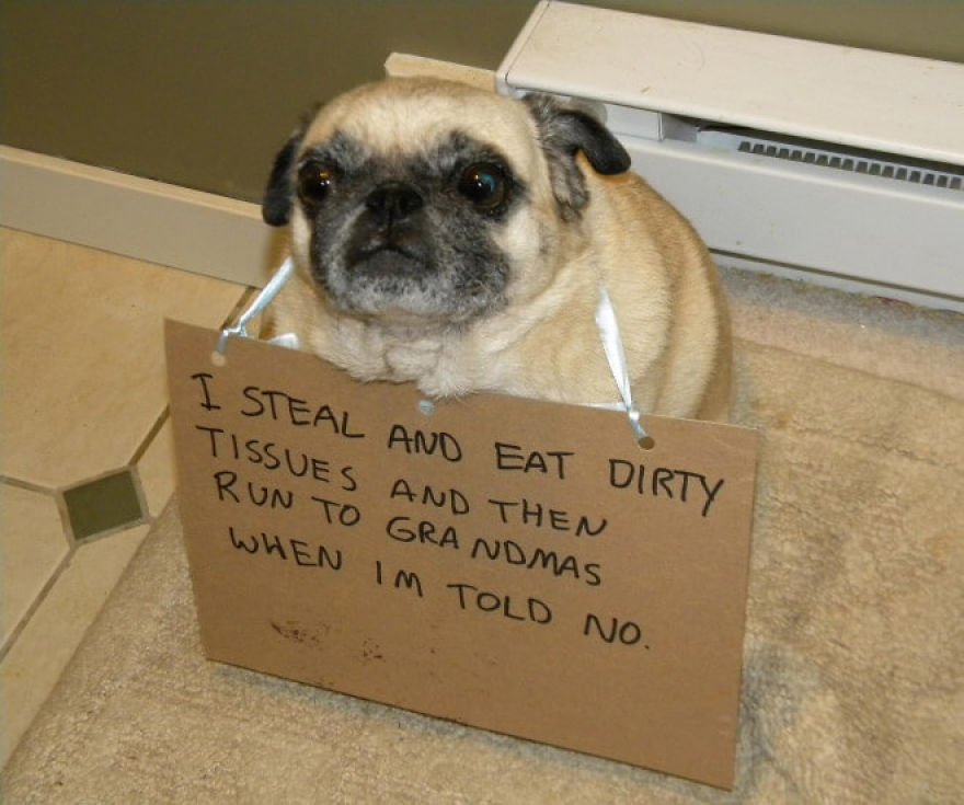 10 Reasons Why Pugs Rule Dogshaming 10 Reasons Why Pugs Rule Dogshaming