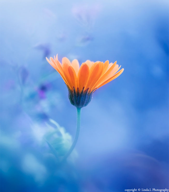 I Used Bubble Wrap To Take Dreamy Photos