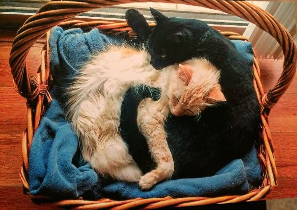 Yin Yang Cats!