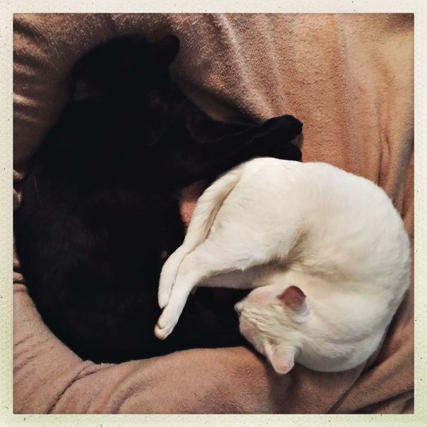 Yinyang
