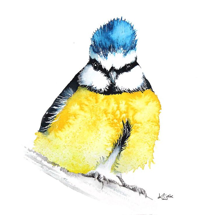 Blue Tit