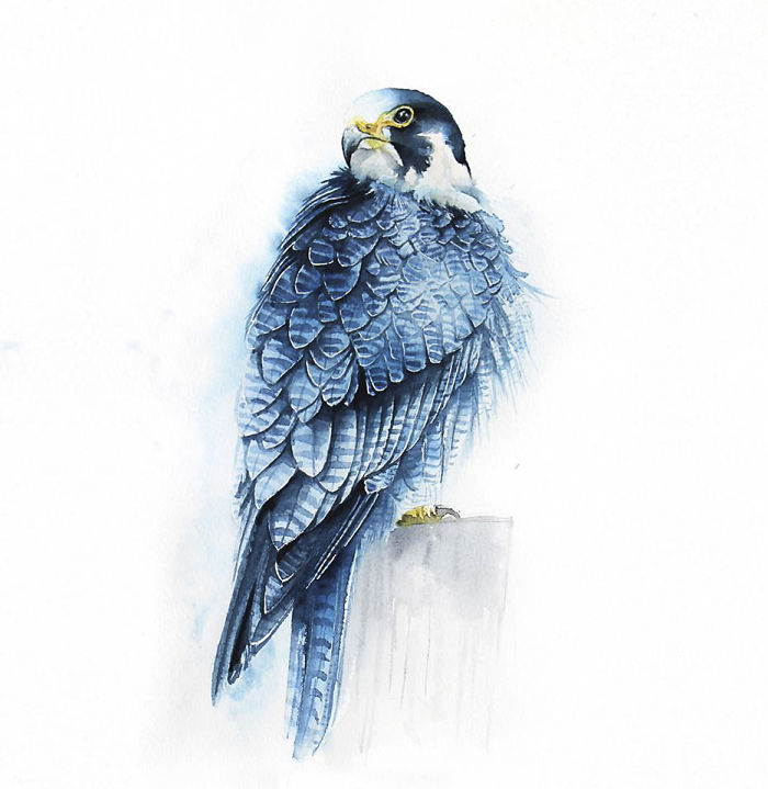 Blue Falcon