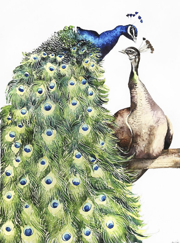 Pair Of Peacocks