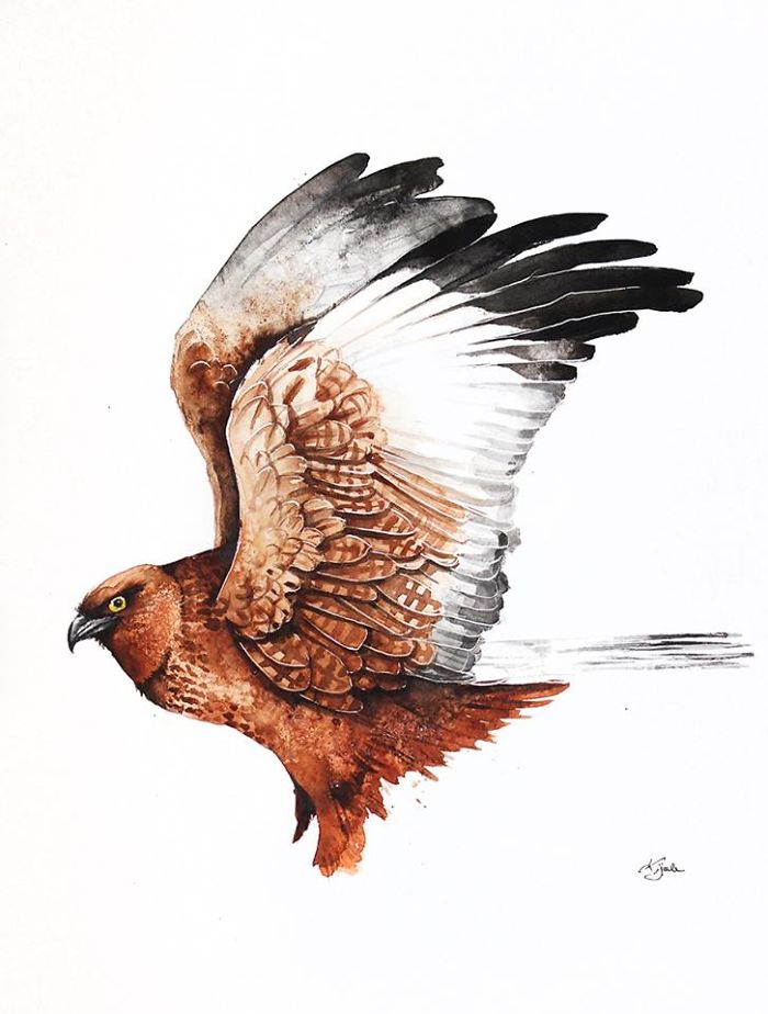 Western Marsh Harrier