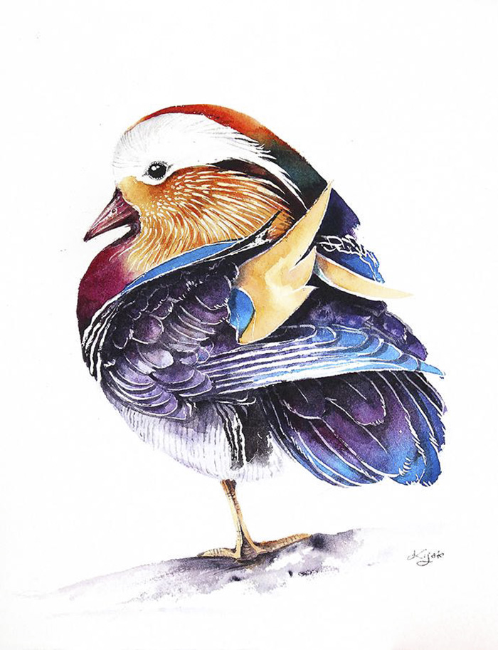 Mandarin Duck