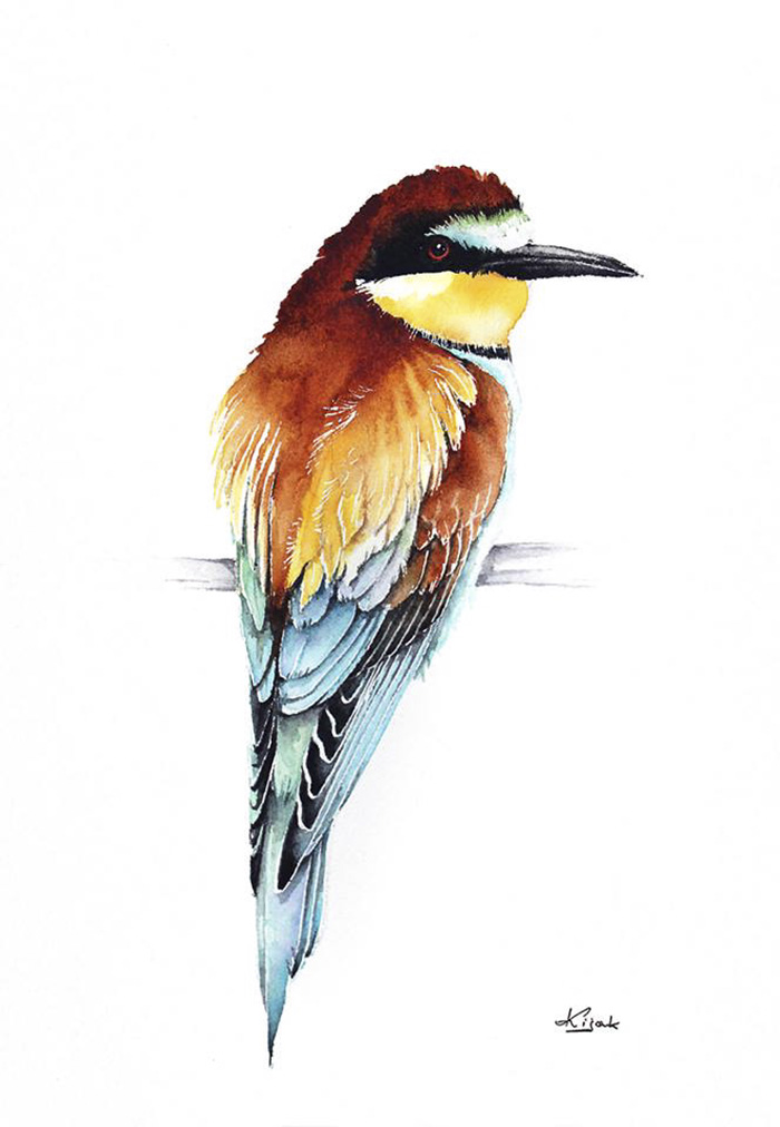Bee-eater