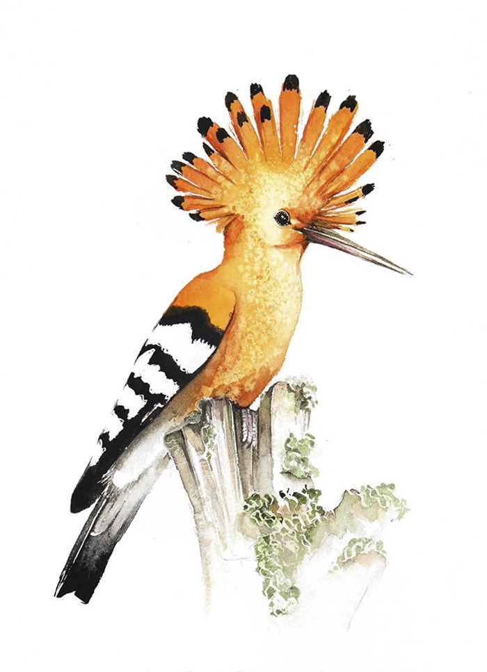 Hoopoe