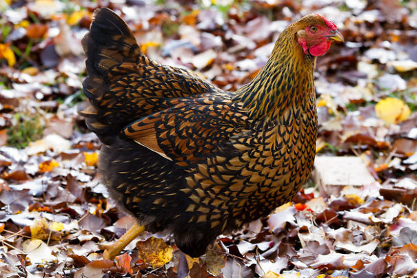 Interesting 10 Chicken Type Interesting 10 Chicken Type