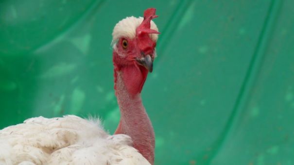 Interesting 10 Chicken Type