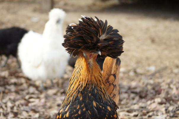 Interesting 10 Chicken Type Interesting 10 Chicken Type