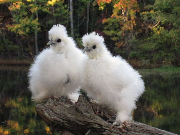 Interesting 10 Chicken Type Interesting 10 Chicken Type