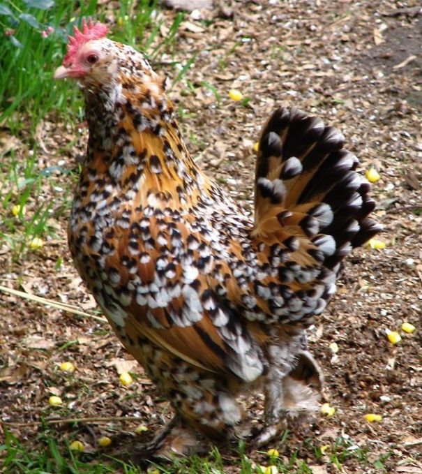 Interesting 10 Chicken Type Interesting 10 Chicken Type