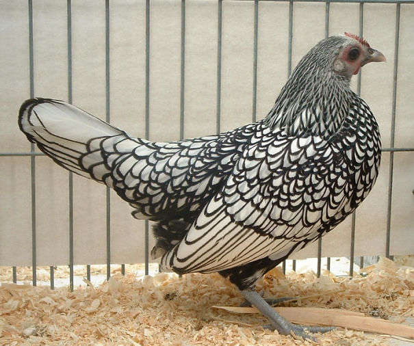 Interesting 10 Chicken Type Interesting 10 Chicken Type