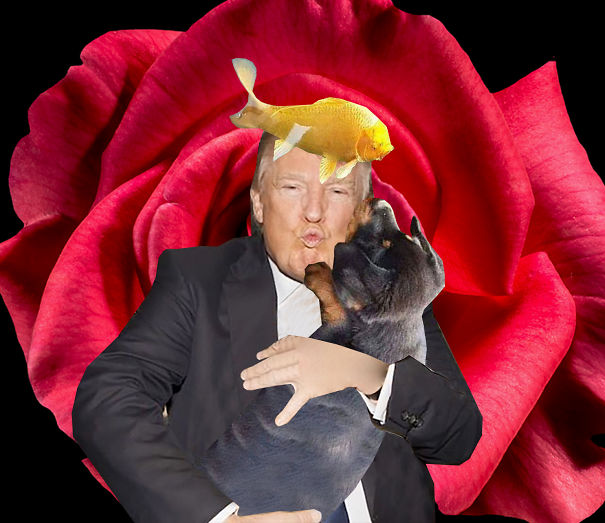 The Irresistible Trumpfish