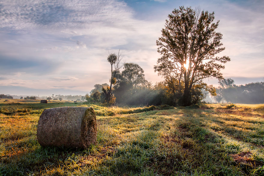 I Spent A Year Photographing Trees Around Warsaw