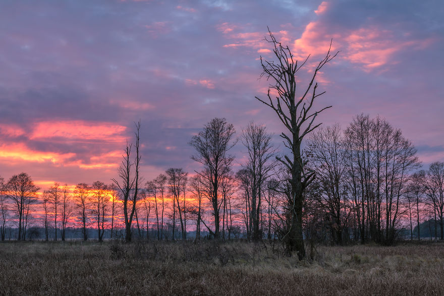 I Spent A Year Photographing Trees Around Warsaw