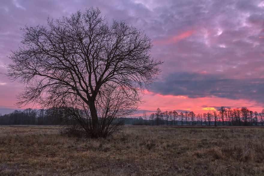 I Spent A Year Photographing Trees Around Warsaw