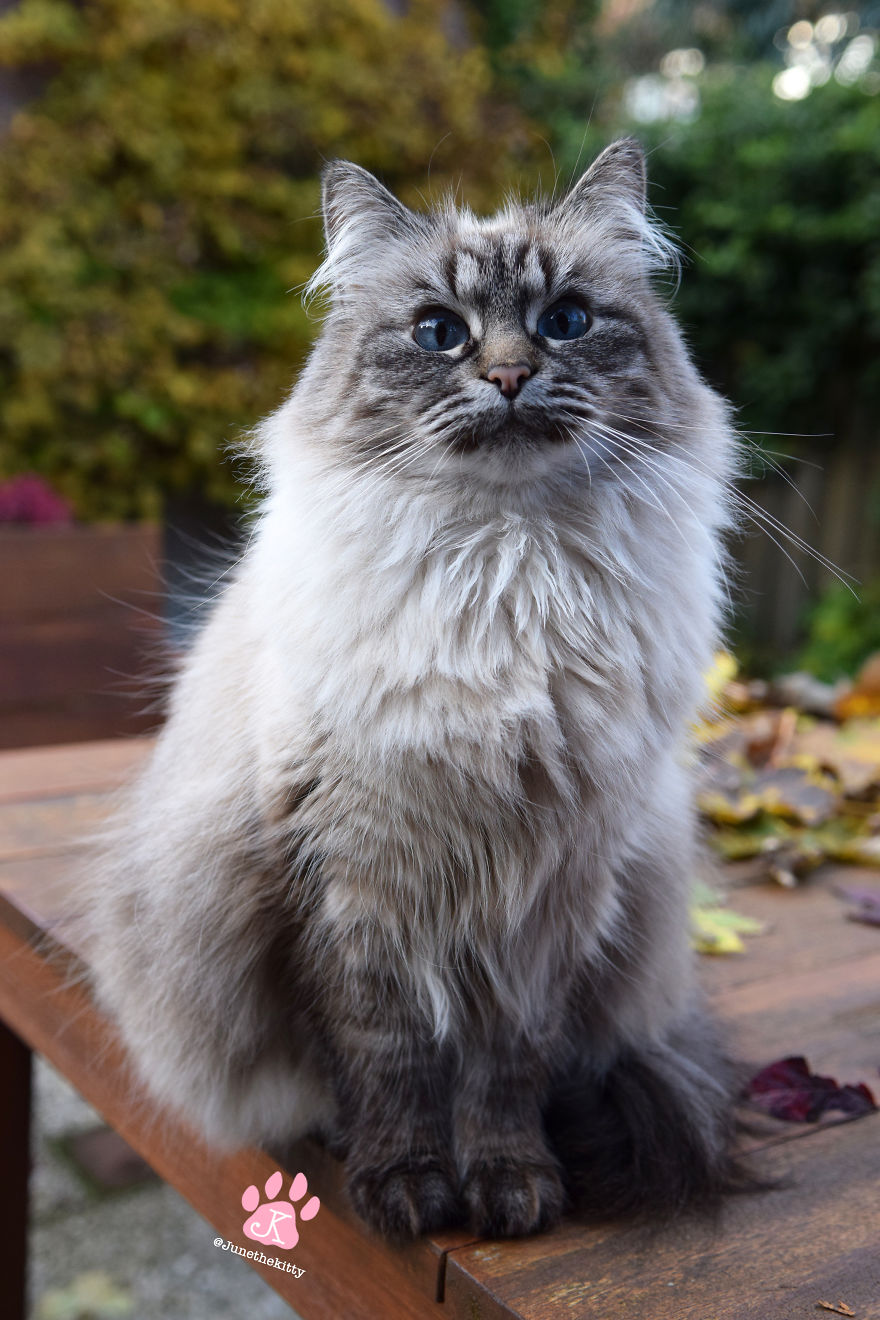 Meet June, My Cat Who Was Born To Be A Meowdel