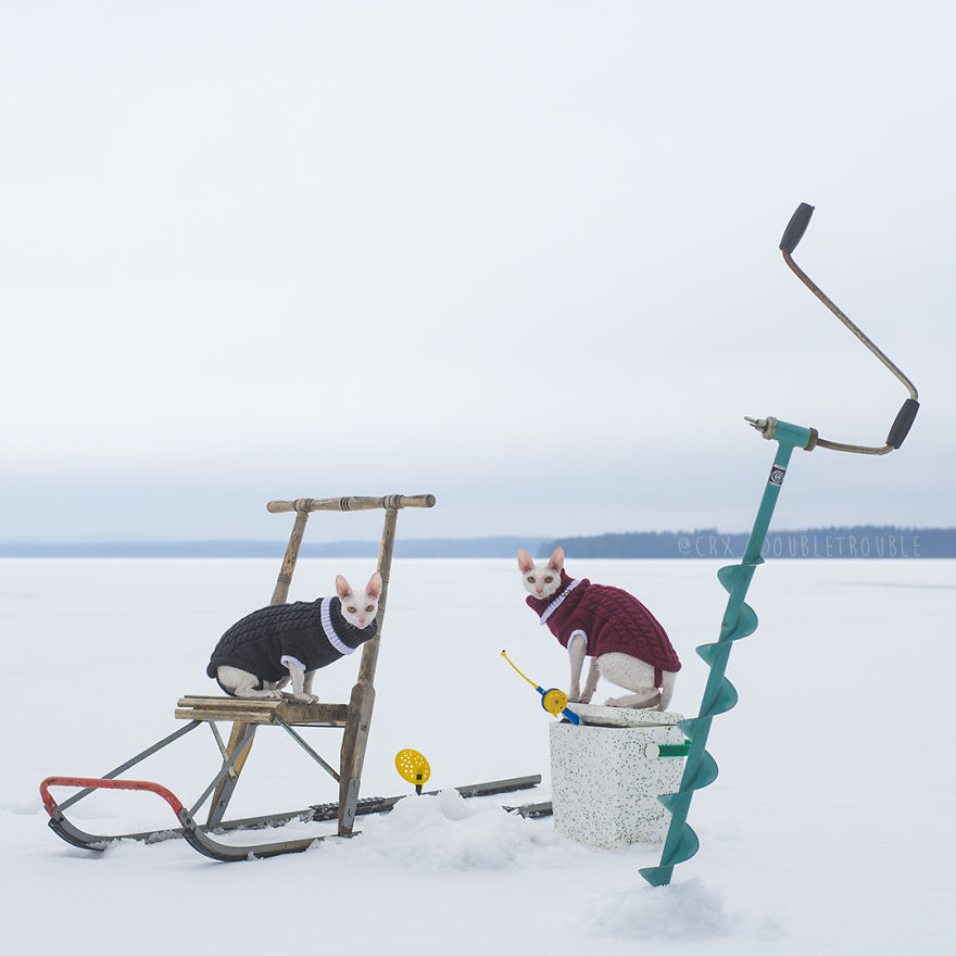 Cornish Rex, Cats With Curls And Rabbit Ears