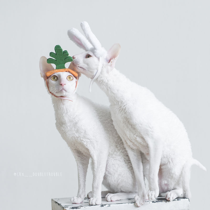 Cornish Rex, Cats With Curls And Rabbit Ears