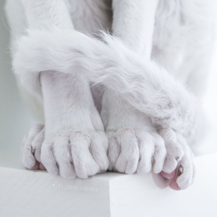 Cornish Rex, Cats With Curls And Rabbit Ears