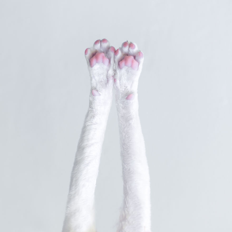 Cornish Rex, Cats With Curls And Rabbit Ears