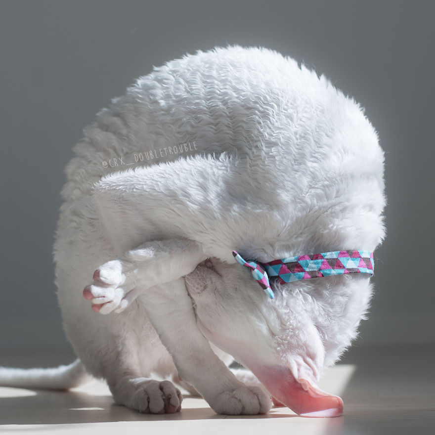 Cornish Rex, Cats With Curls And Rabbit Ears