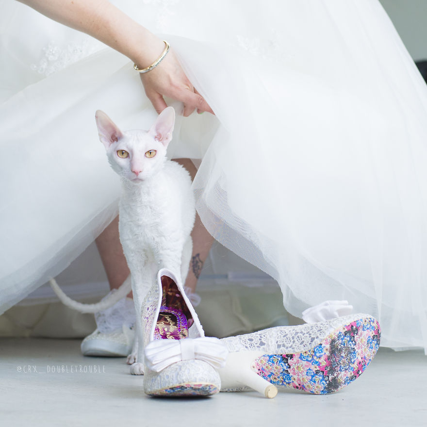 Cornish Rex, Cats With Curls And Rabbit Ears