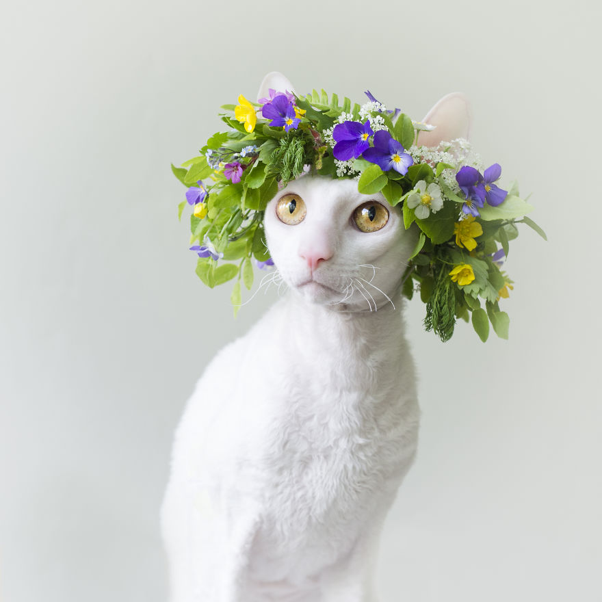 Cornish Rex, Cats With Curls And Rabbit Ears