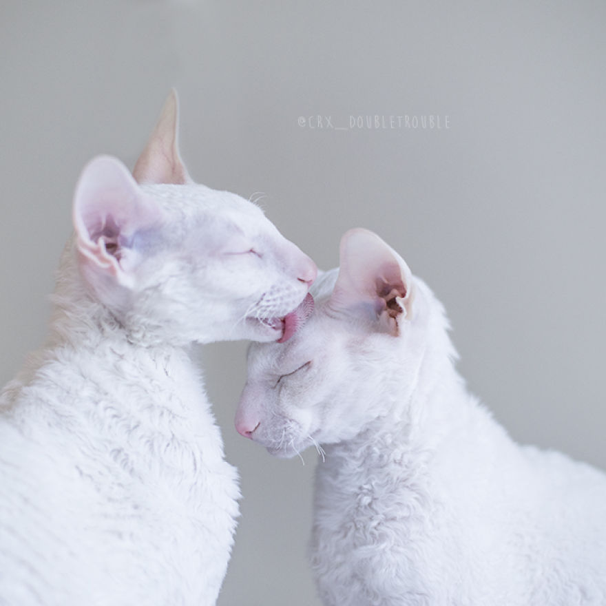 Cornish Rex, Cats With Curls And Rabbit Ears