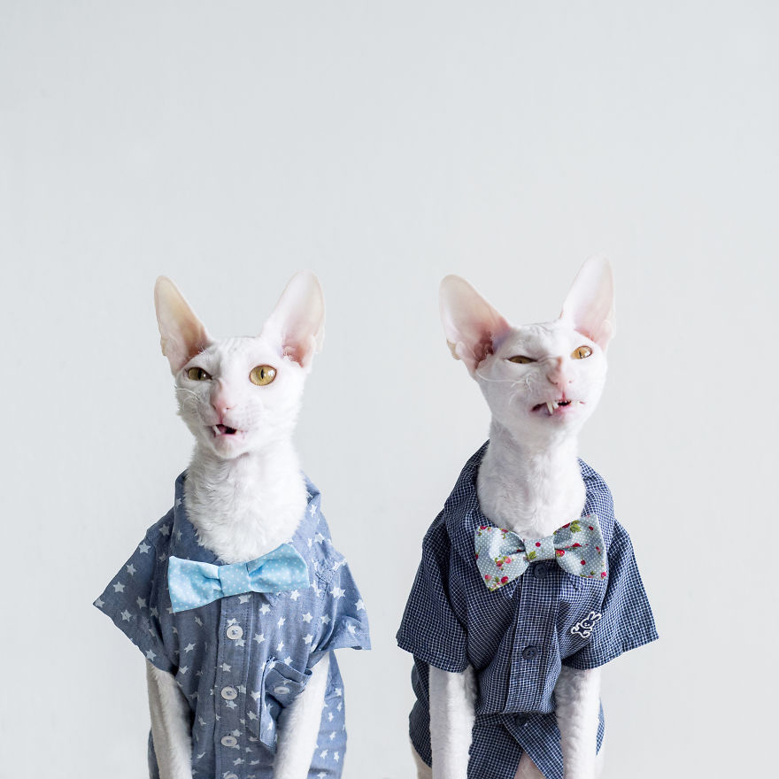 Cornish Rex, Cats With Curls And Rabbit Ears