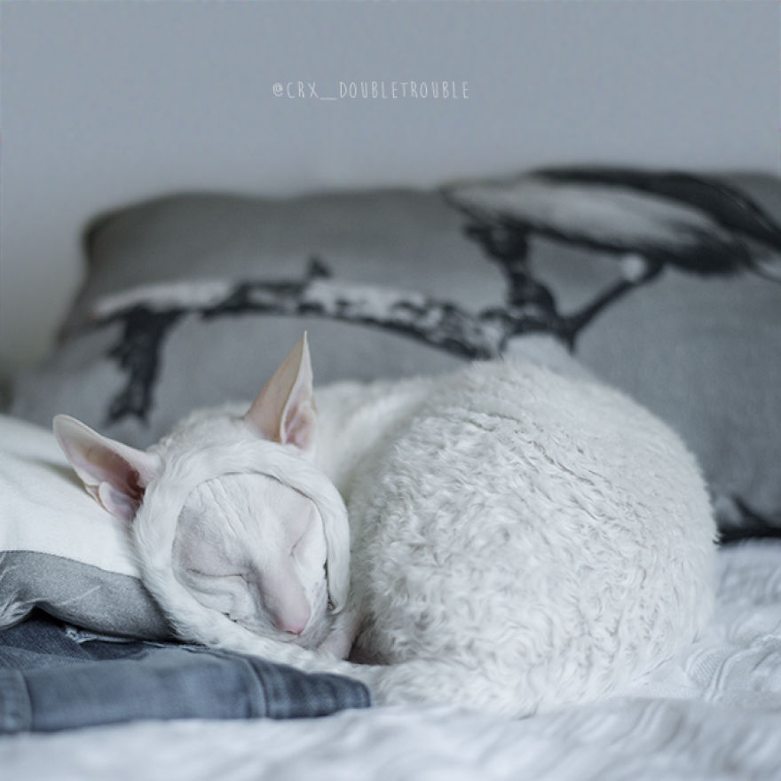 Cornish Rex, Cats With Curls And Rabbit Ears