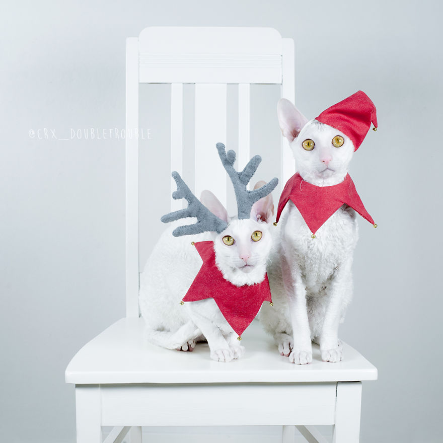 Cornish Rex, Cats With Curls And Rabbit Ears