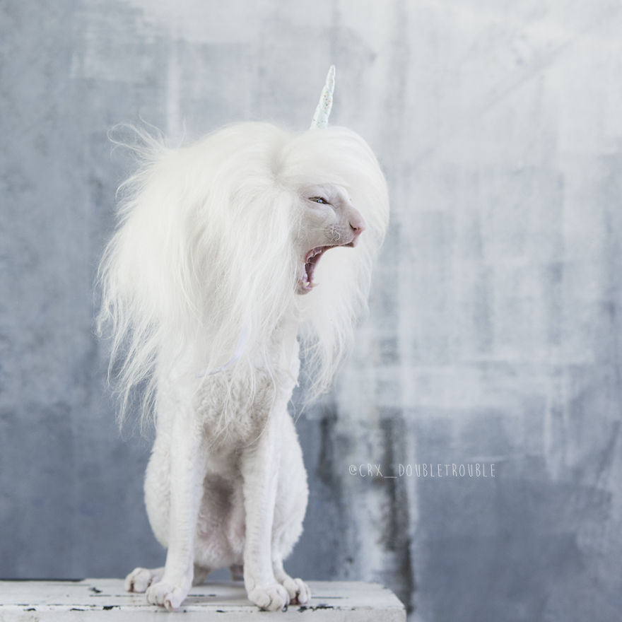 Cornish Rex, Cats With Curls And Rabbit Ears