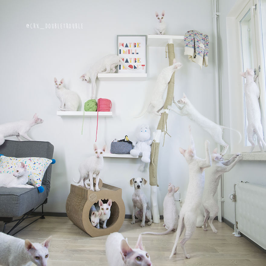 Cornish Rex, Cats With Curls And Rabbit Ears