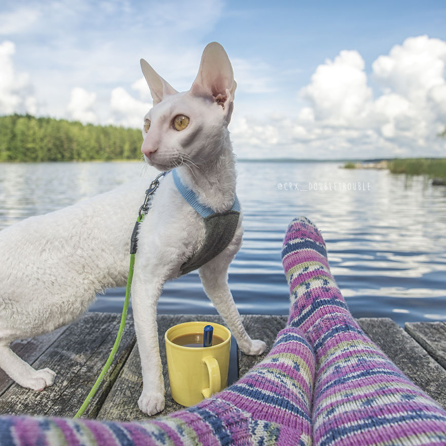 Cornish Rex, Cats With Curls And Rabbit Ears