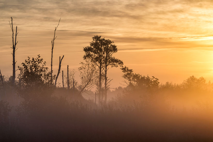 I Spent A Year Photographing Trees Around Warsaw