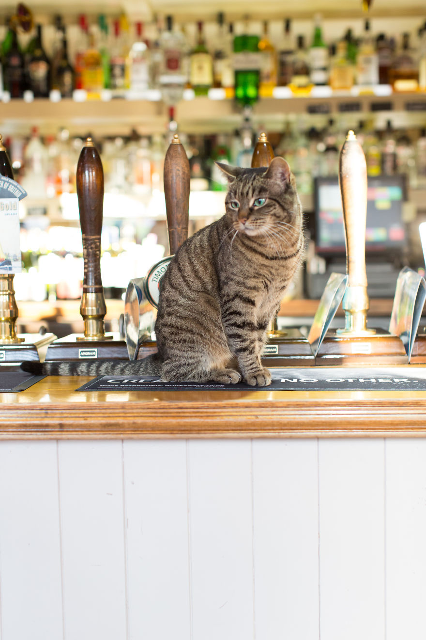 We Made A Book About Cats In London Pubs We Made A Book About Cats In London Pubs