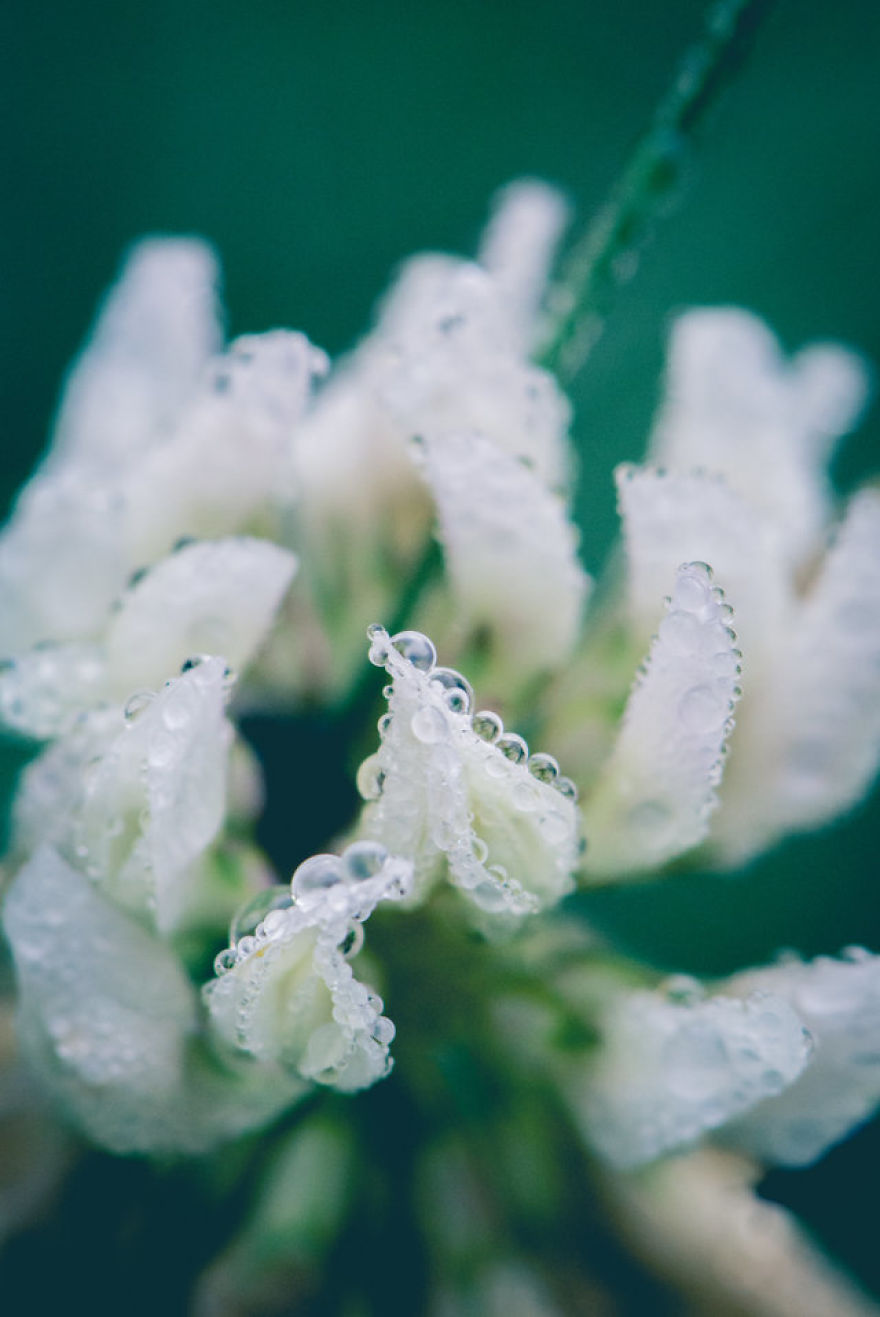 I Take Close-Up Photos Of Nature I Take Close-Up Photos Of Nature