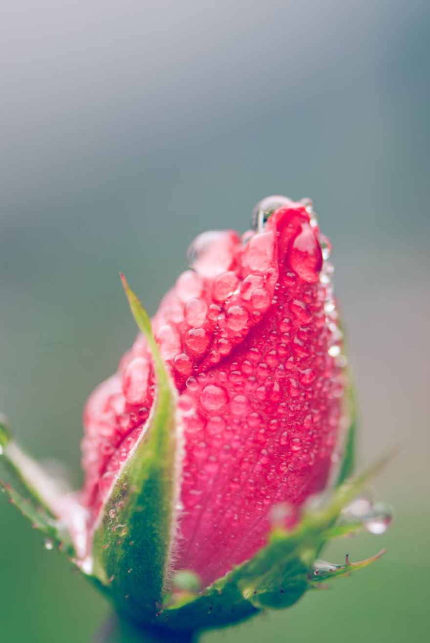 I Take Close-Up Photos Of Nature