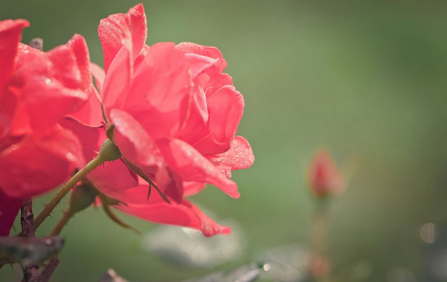 I Take Close-Up Photos Of Nature