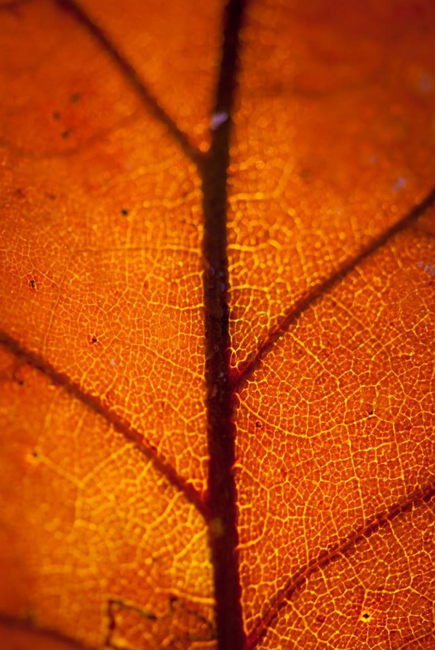 I Take Close-Up Photos Of Nature