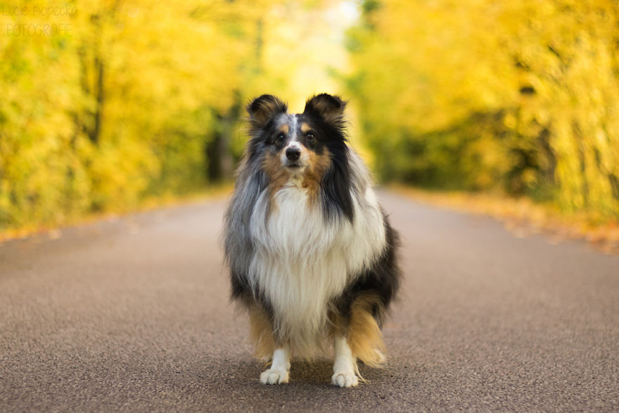 Colorful Walk With My Beloved Sheltie