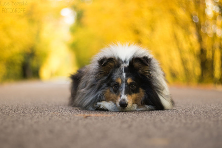 Colorful Walk With My Beloved Sheltie