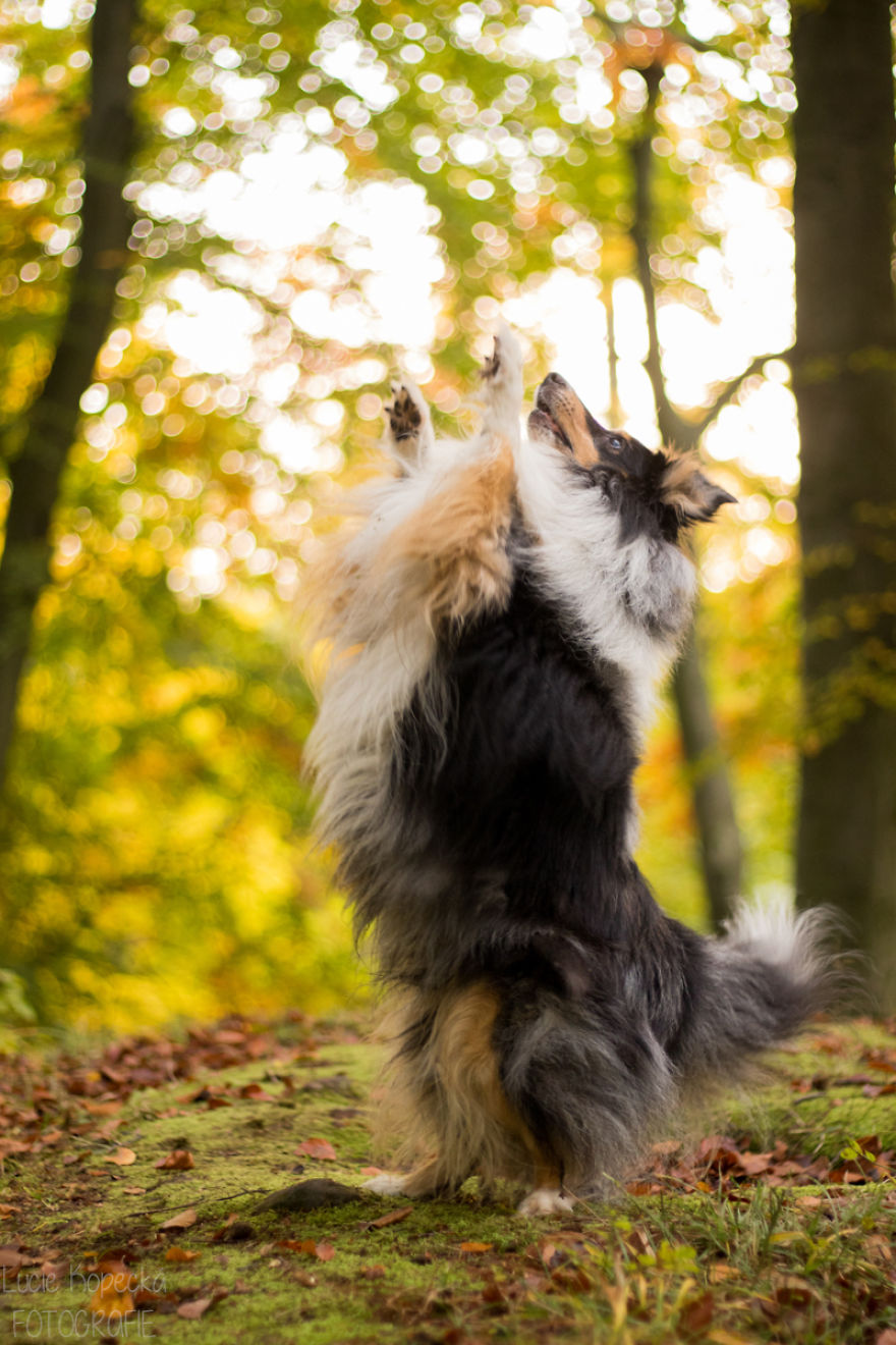 Colorful Walk With My Beloved Sheltie