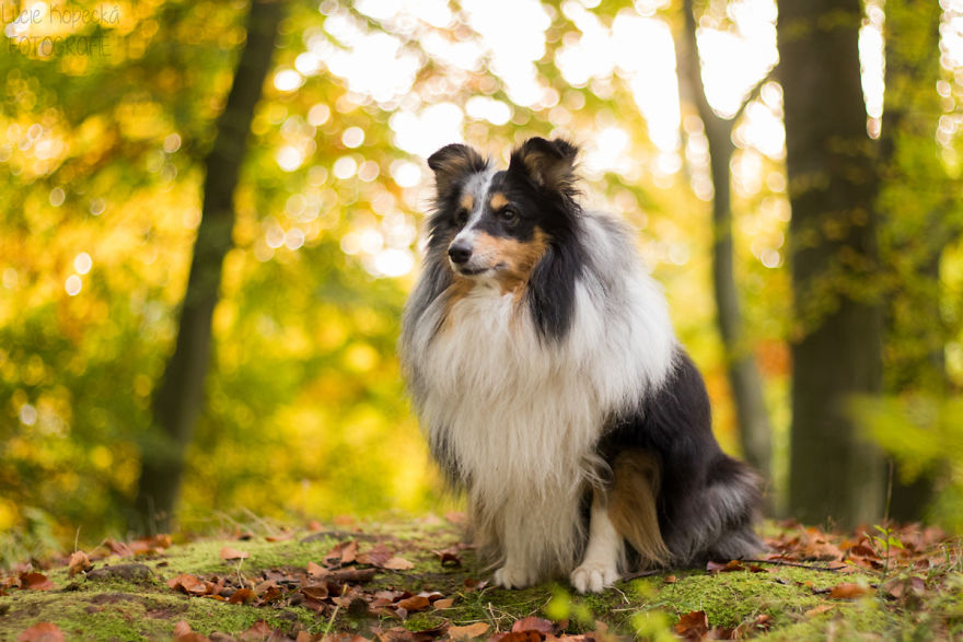 Colorful Walk With My Beloved Sheltie
