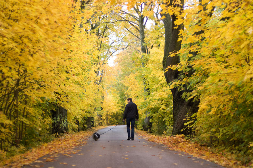Colorful Walk With My Beloved Sheltie