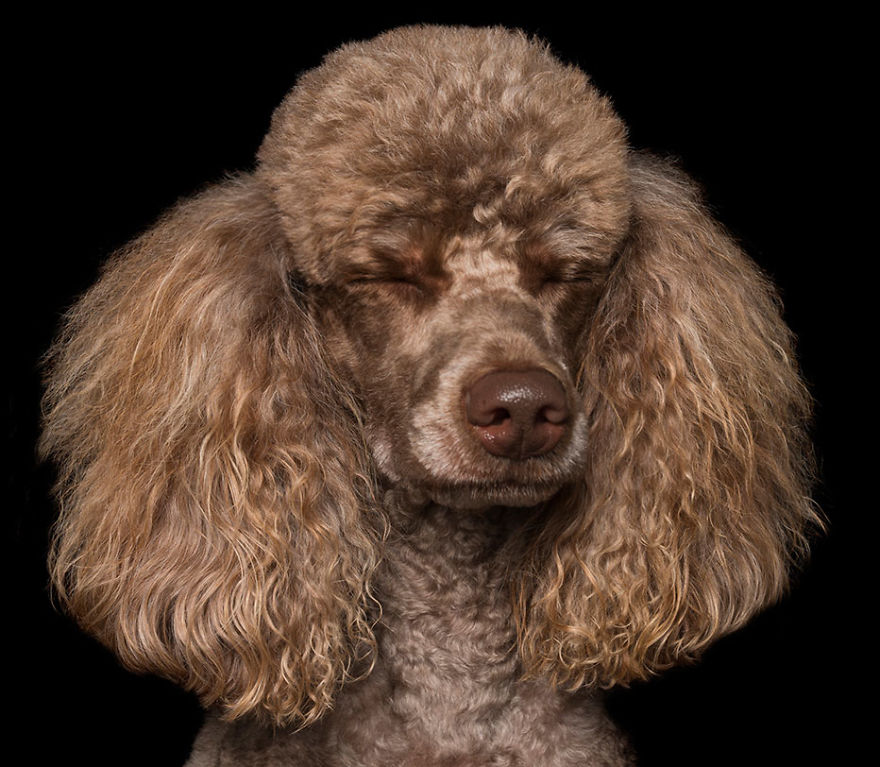 Ohm! These Chilled Canines Have Reached A State Of Zen - New Book By Alex Cearns