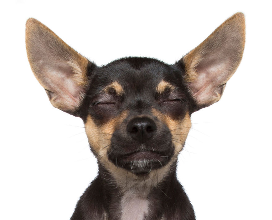 Ohm! These Chilled Canines Have Reached A State Of Zen - New Book By Alex Cearns