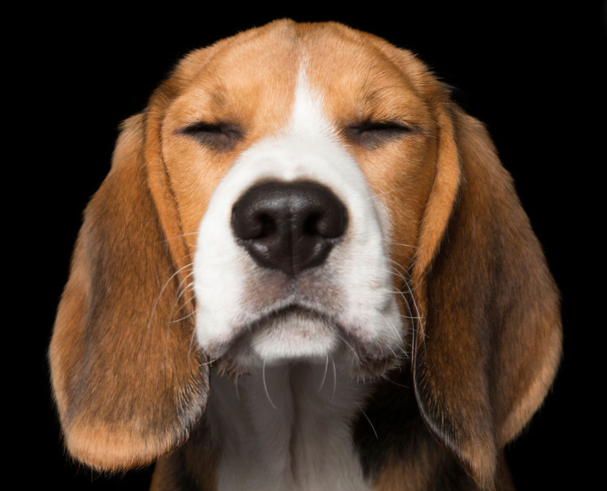 Ohm! These Chilled Canines Have Reached A State Of Zen - New Book By Alex Cearns